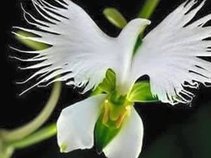 'INNERPEACE`~