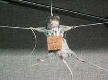 Dead Mouse Fetish