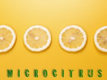 Microcitrus