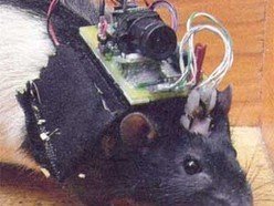 ReverbNation profile picture for @rats