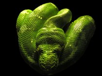 BOA