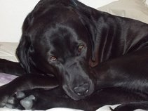 My Dog Jack