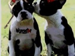 ReverbNation profile picture for @worcester