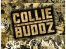 Collie Buddz