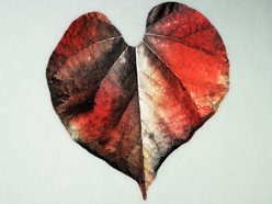 Image for Alexander Cardinale