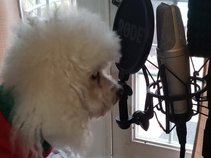 Slave to the Poodle