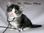 Dr. Meow Meow