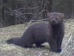 Fisher Cat