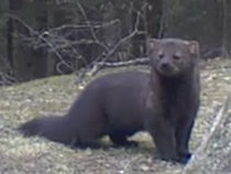 Fisher Cat