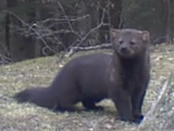 Fisher Cat