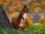 Jammin Squirrel Productions