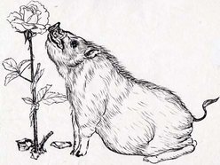 Image for American Swine