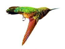 Wings That Buzz