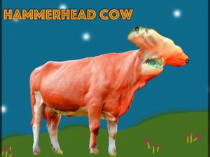 HammerHead Cow