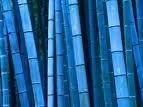 Blue Bamboo