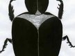 The Dung Beetles