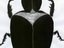 The Dung Beetles (Artist)