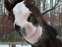 Shit Horse