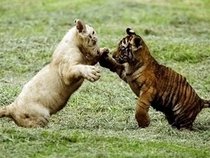 minguss