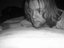 Jesse R. Roussell (Fan)