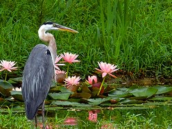 Laurie Parks DeLand