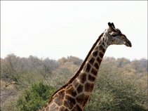 Giraffe Entertainment