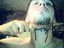give me metal or give me death (Fan)