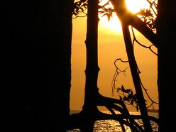 Mangrove