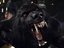 EvilWolf (Fan)