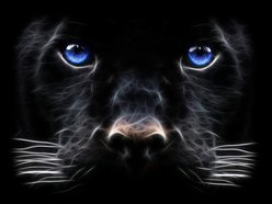 Black Cat Entertainment