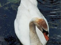 nightswan