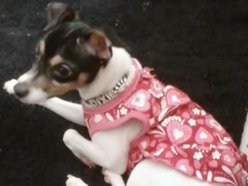 Dixie Lee 2011