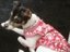 Dixie Lee 2011 (Fan)