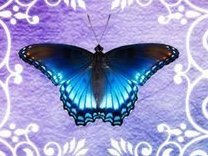 bluebutterflydust