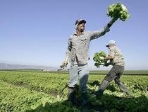 The Lettuce Liberator