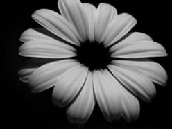 Henriette