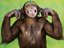 Bobby Franklin the Monkey (Fan)