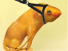 Dogfish
