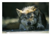 wolfhead