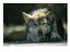 wolfhead (Fan)