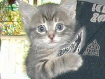 Kittten1978