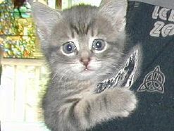 Kittten1978