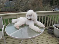 hendog