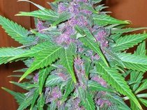 kaylazthaname420thagame