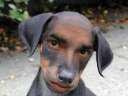 Muthomi Mwenda