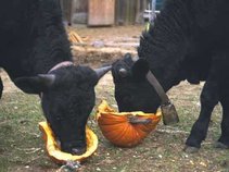 0bovine