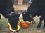 0bovine (Fan)
