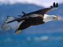 Eagleswing123