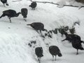 1347928136 turkeys
