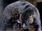 Celeste Sunshyne Burgess